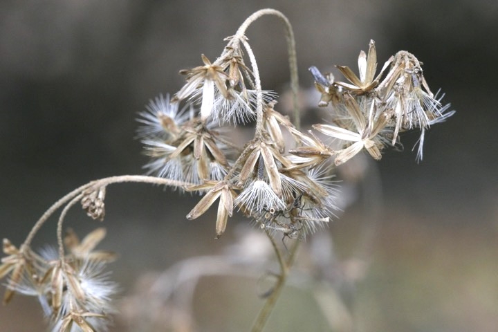ヒヨドリバナの実