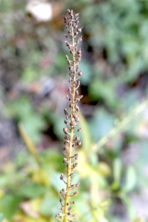 ヌマトラノオの実