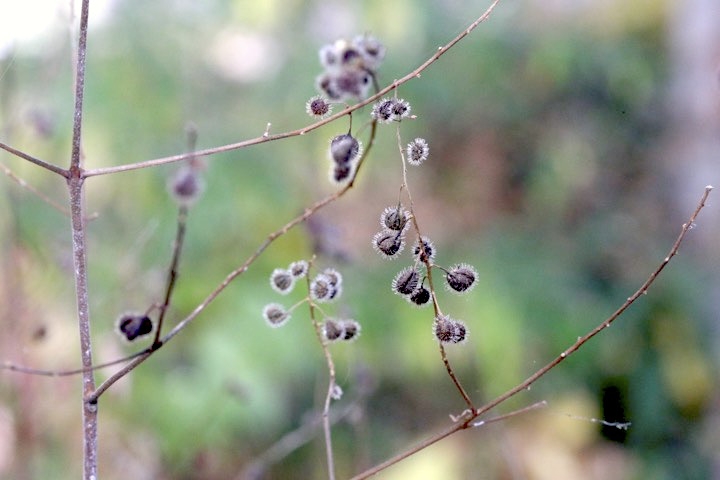 ミズタマソウの実