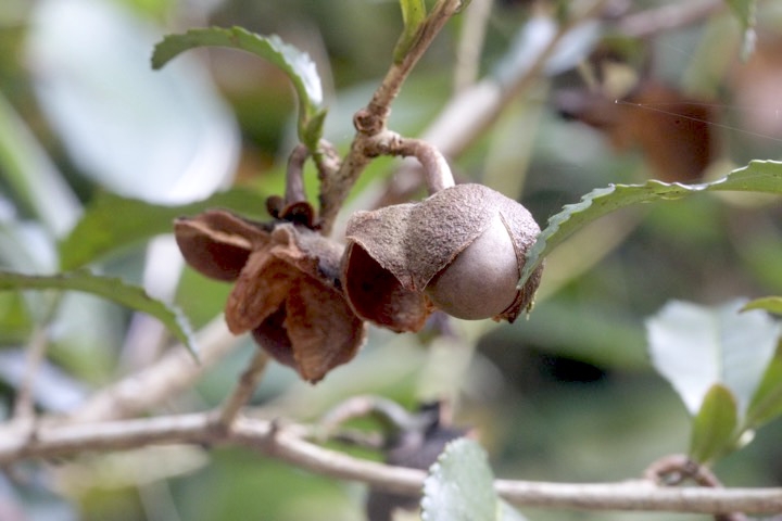 チャノキの実