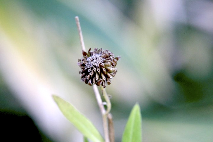 ユウガギクの実