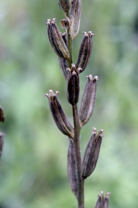 マツヨイグサの実
