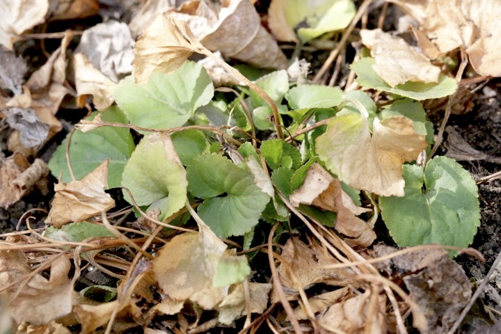 タチツボスミレの芽生え
