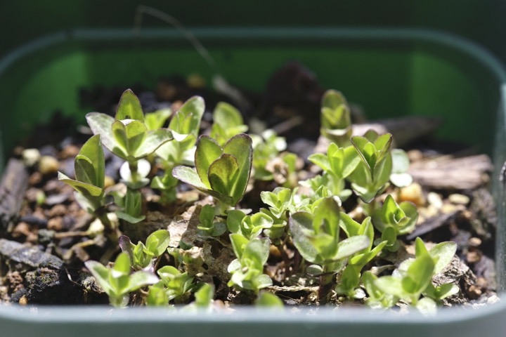 リンドウの芽生え