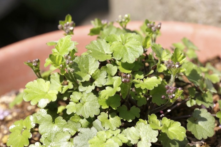 ユリワサビの蕾