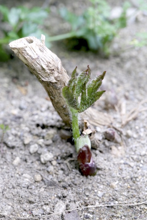 ３年目のヤマウド