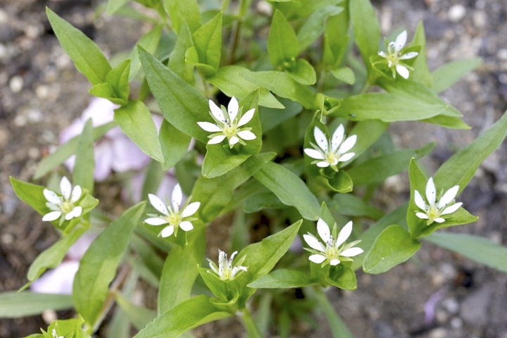 ヒゲネワチガイソウの開花
