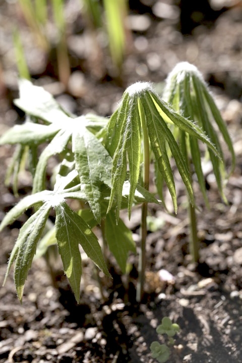 ヤブレガサの芽生え