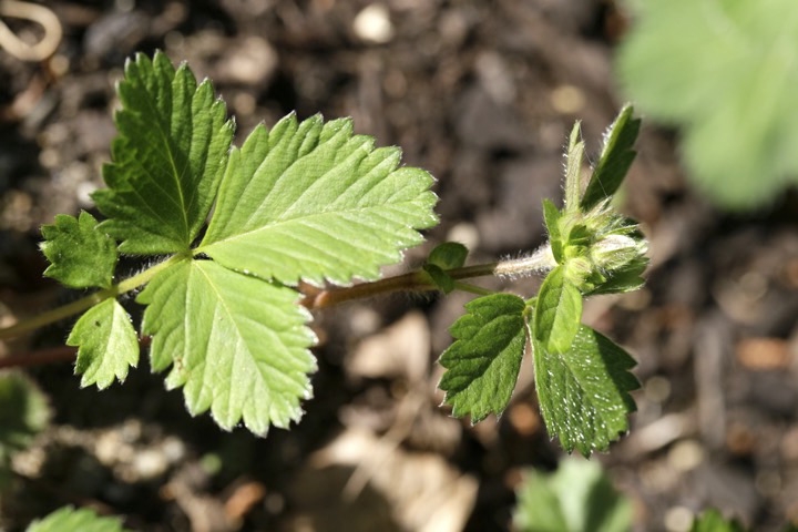 ツルキジムシロの蕾