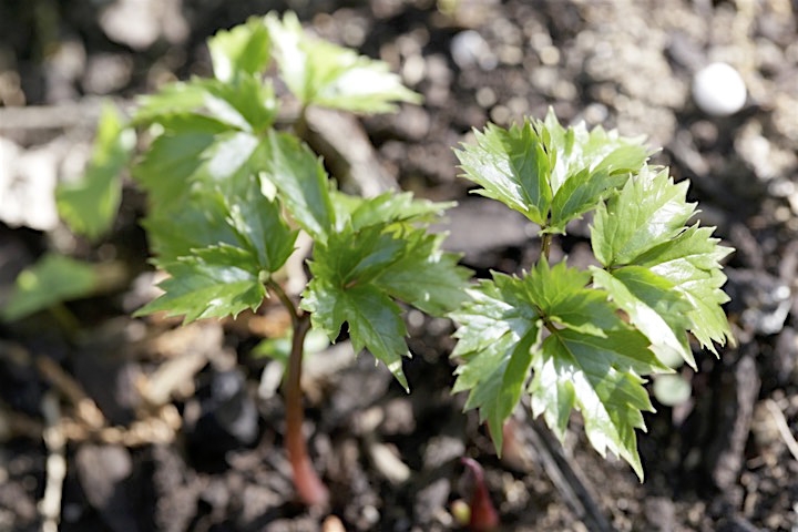 レンゲショウマの芽生え