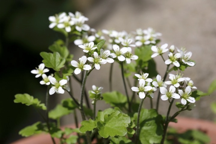 ユリワサビの開花