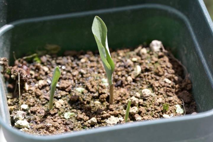 ミヤマナルコユリの発芽