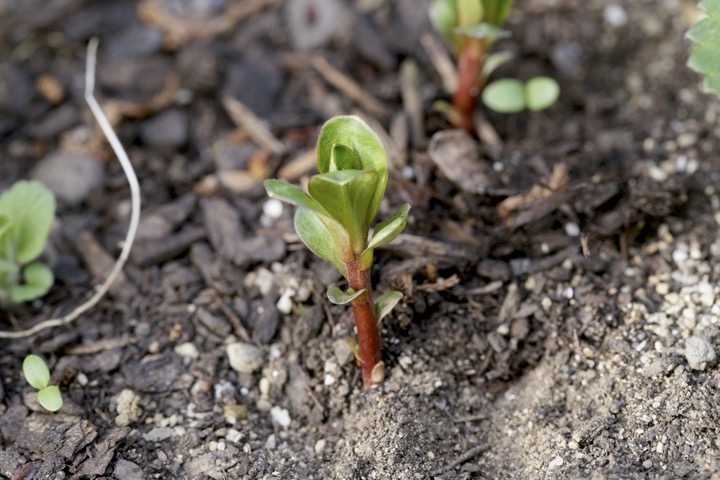 ヌマトラノオの芽生え