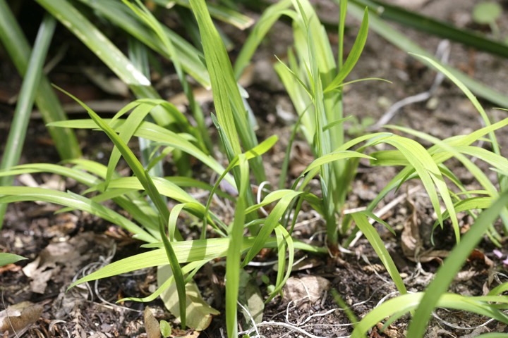 ヒメシャガの芽生え