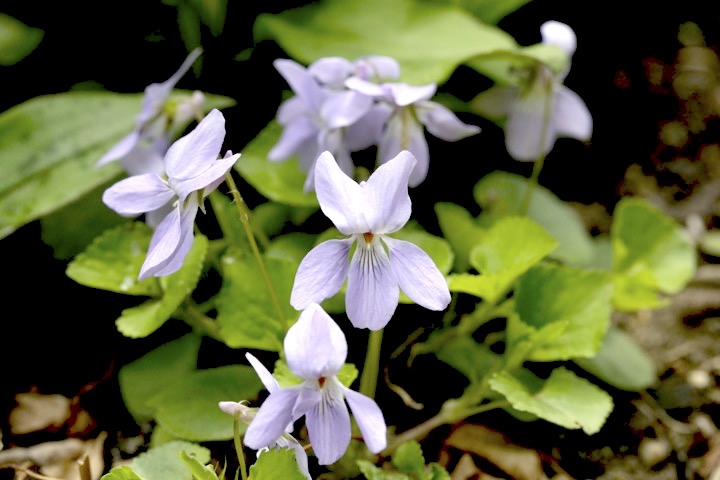 タチツボスミレの開花