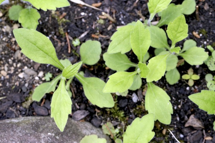 ノコンギクの芽生え