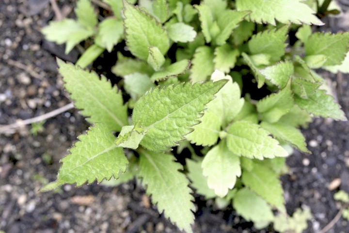 ヒヨドリバナの芽生え