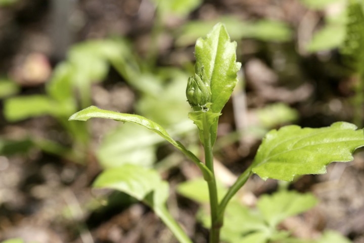 ミヤマヨメナの蕾