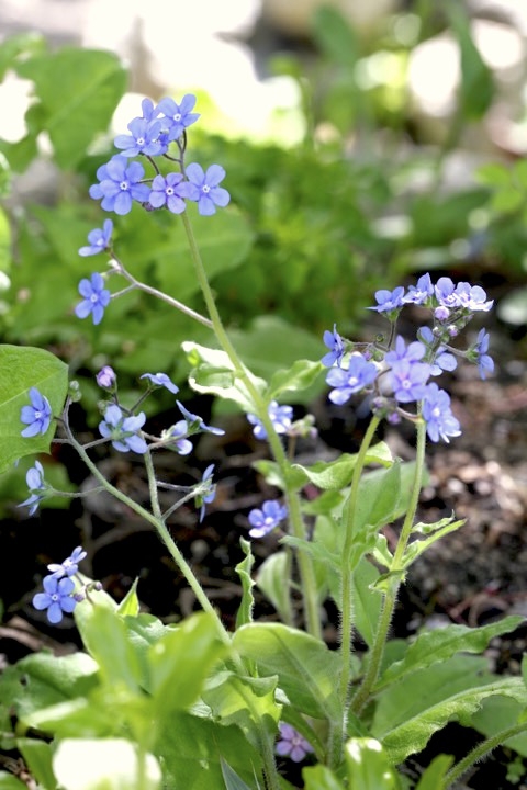 ルリソウの開花