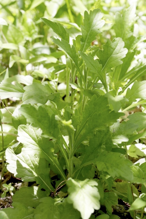 ユウガギクの芽生え