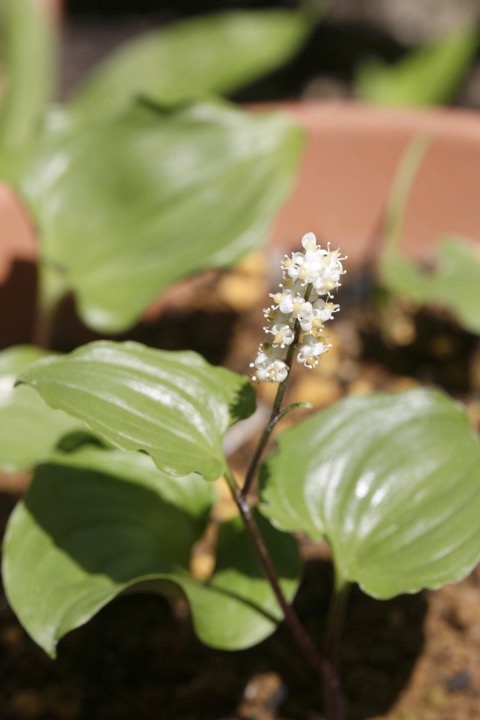 マイヅルソウの開花