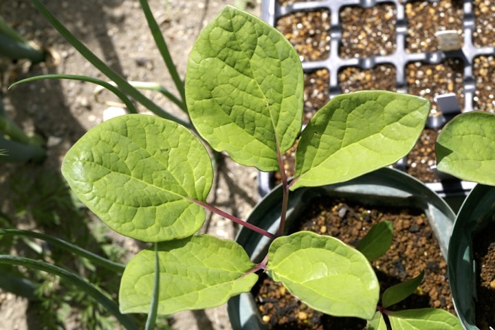 ３年目のヤマシャクヤク