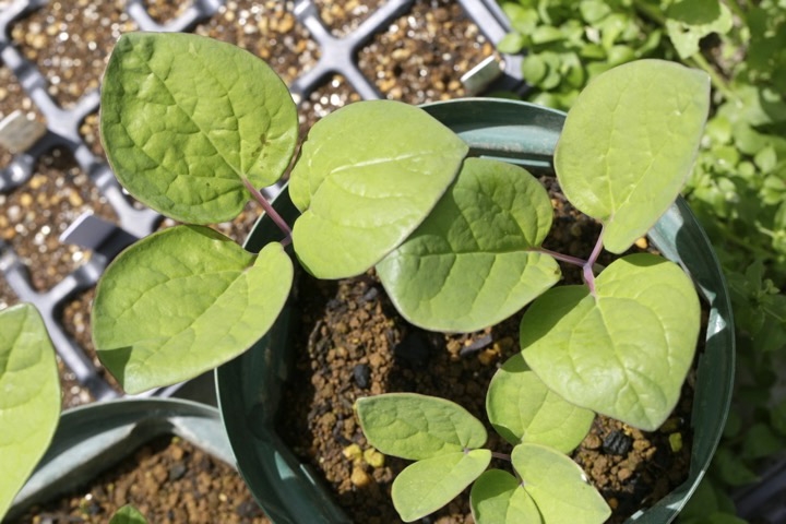 ベニバナヤマシャクヤクの芽生え