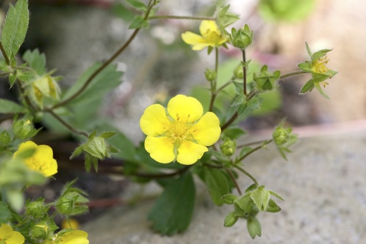 ツルキジムシロの開花