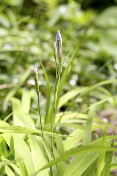 ヒメシャガの蕾