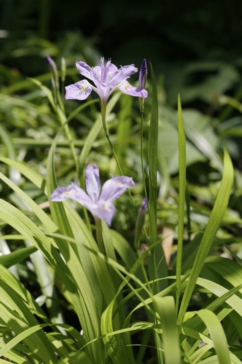 ヒメシャガの開花