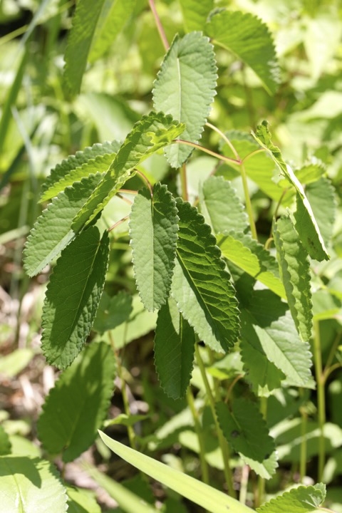 ワレモコウの芽生え