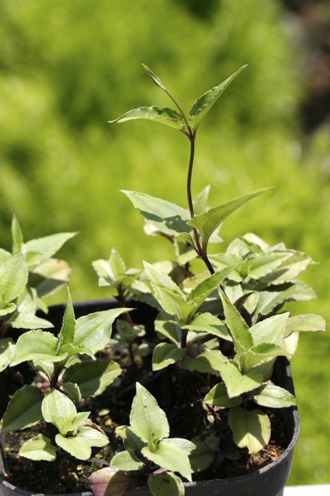 ツルリンドウの芽生え