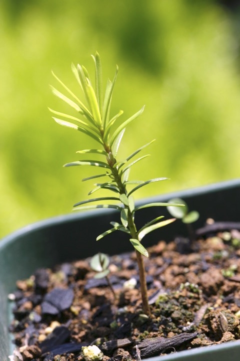 ２年目のイチイ