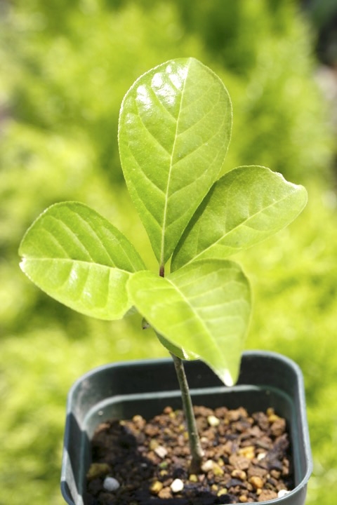 ２年目のコクサギ