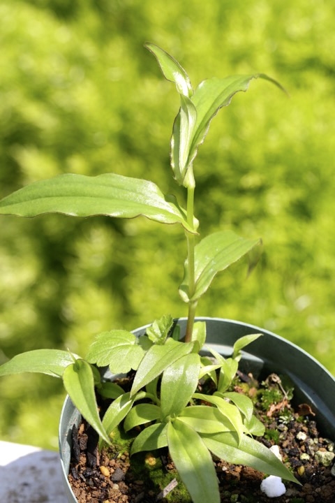 ジョウロウホトトギスの芽生え