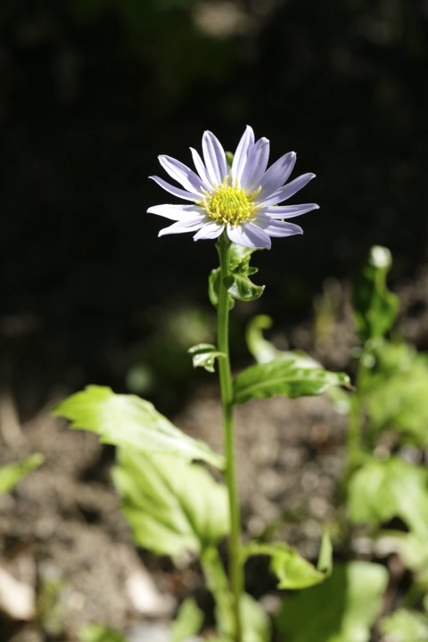 ミヤマヨメナの開花