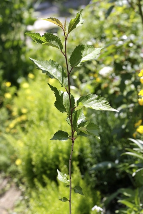 ２年目のマメザクラ