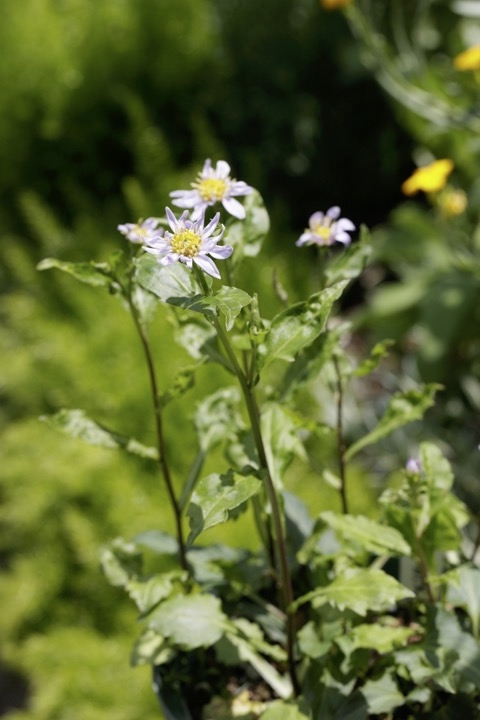 ミヤマヨメナの開花
