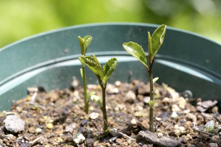 チャノキの発芽