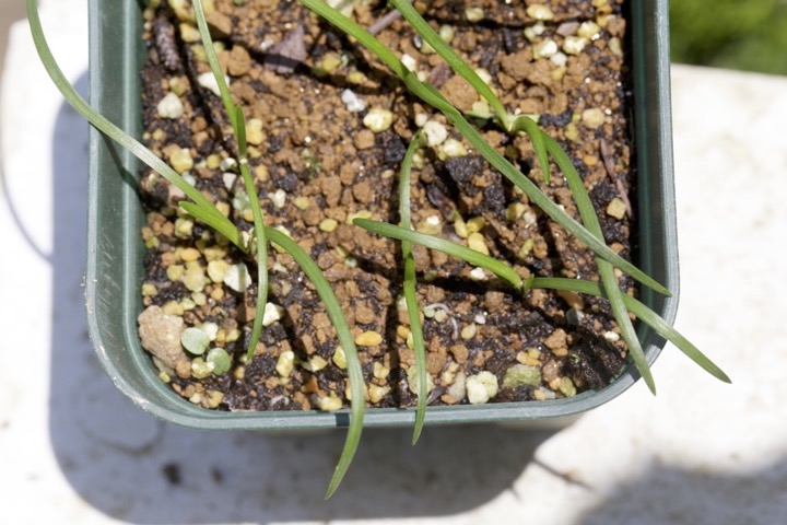 ヒメヤブランの発芽