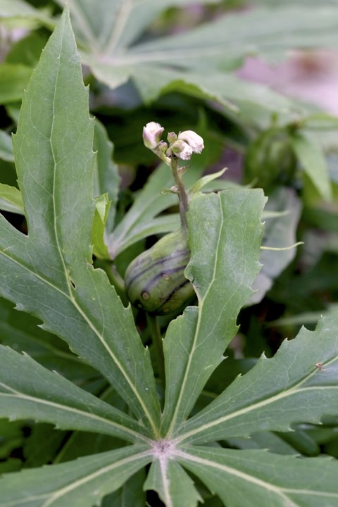 ヤブレガサの蕾