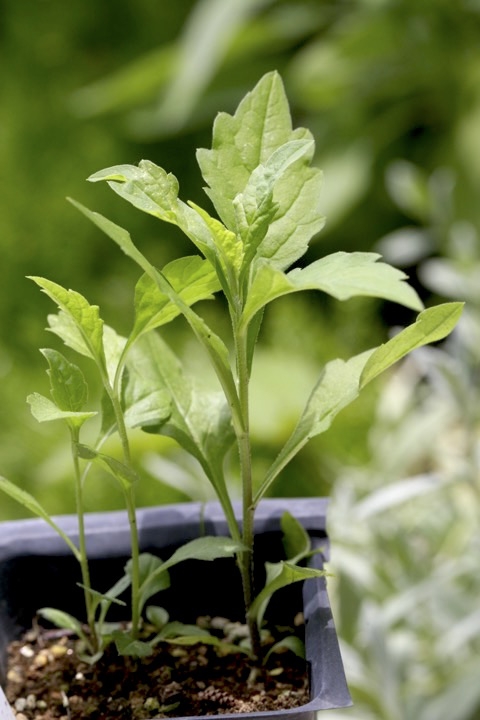 ノコンギクの発芽