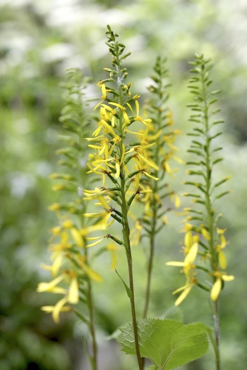 メタカラコウの開花