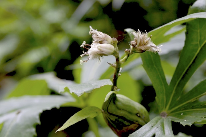 ヤブレガサの開花