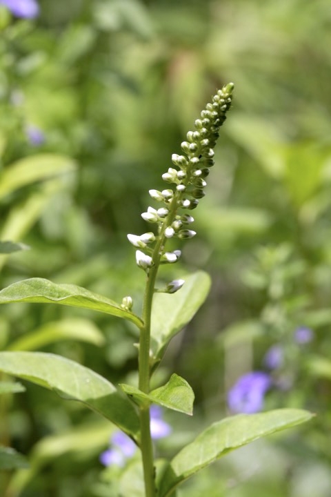 ヌマトラノオの蕾