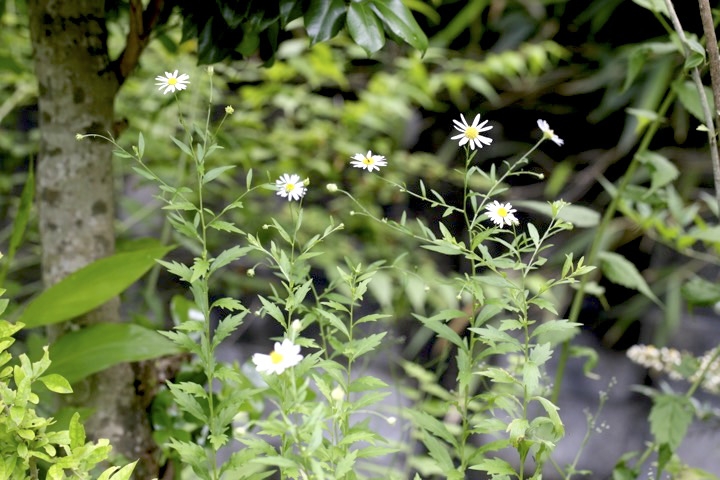 ユウガギクの開花