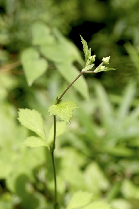 ダイコンソウの蕾