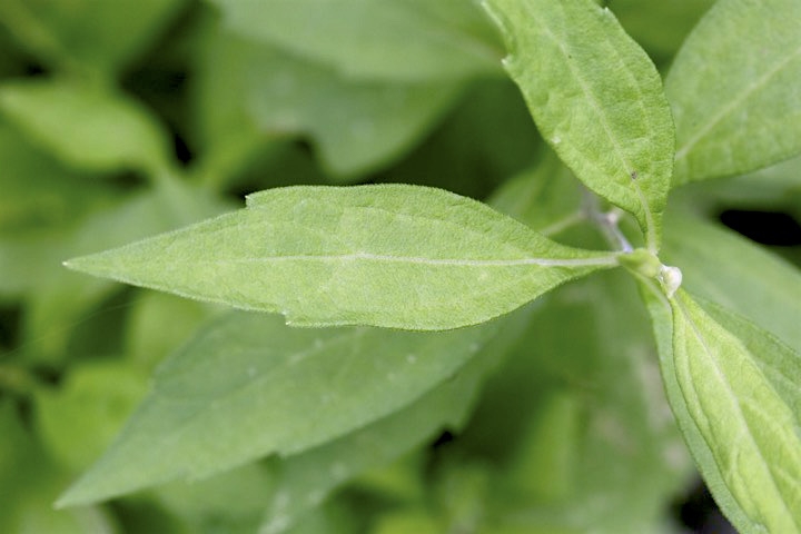ノコンギクの葉