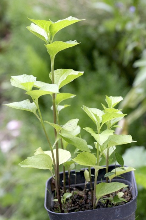 ３年目のホオズキ