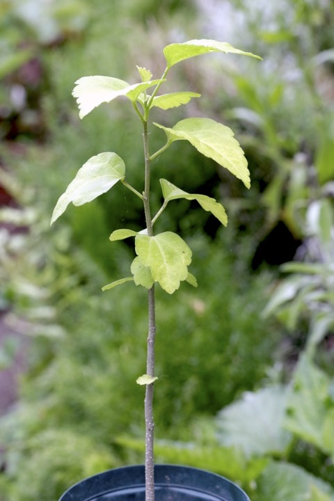 ２年目のムクゲ